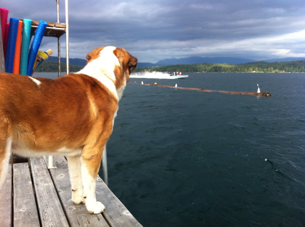JennyFortin55's tweet photo. Al Peffers biggest fan watches as Father &amp; son do some practice runs for the big #sproatlakeregatta @ShawTV_PA https://t.co/Jd9LAXIdOw