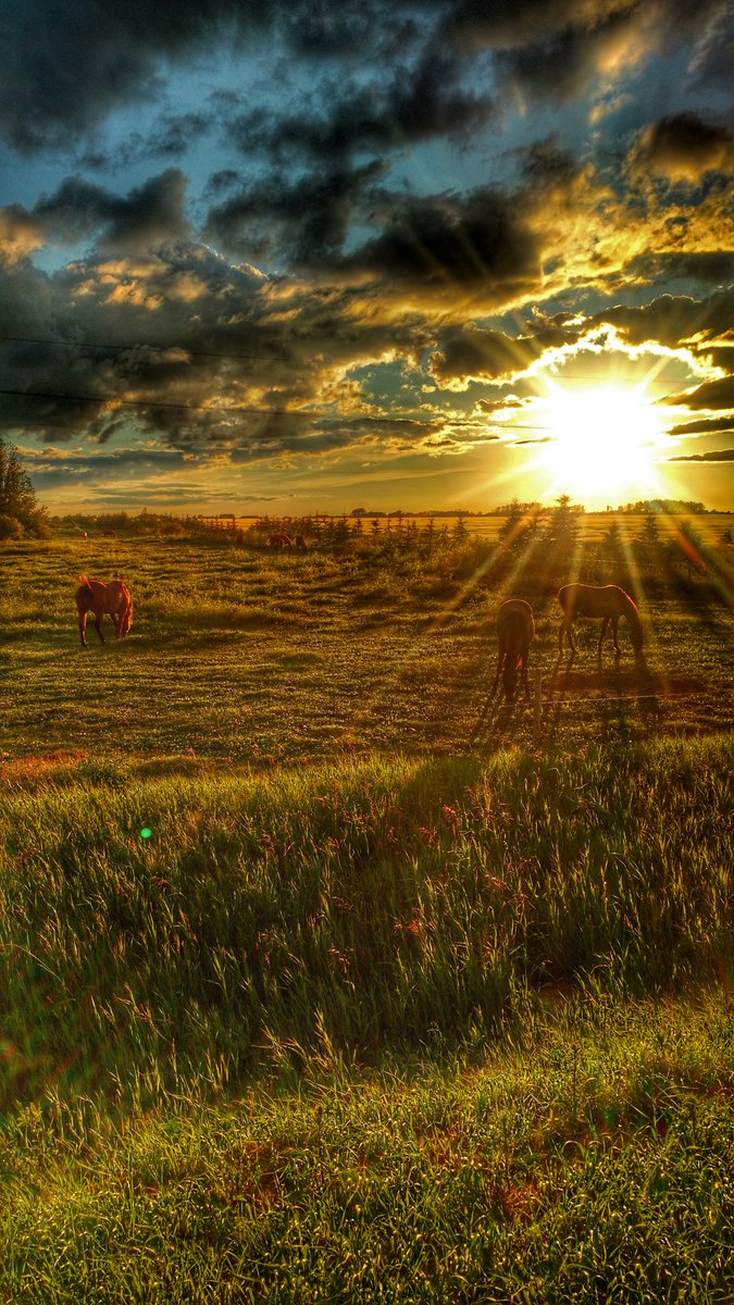BoeseKevin's tweet photo. @westernproducer #sasksunset @Sask411 @saskretweeter @CBCSask  #horses https://t.co/bHCsg7jQqO