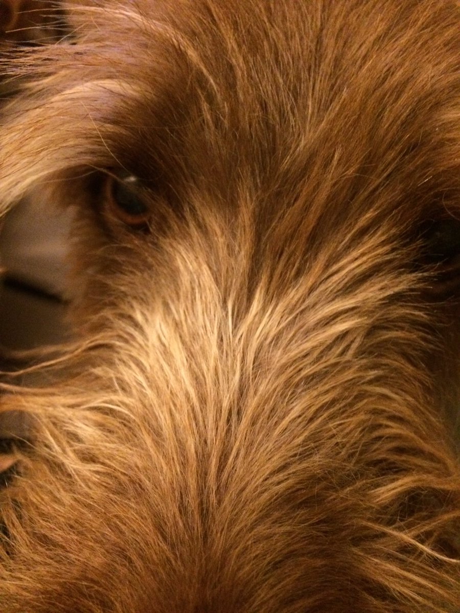 moephi113's tweet photo. This is what happens when you have dogs on July 4th. #invadingmyspace https://t.co/wZCROmP8Bz
