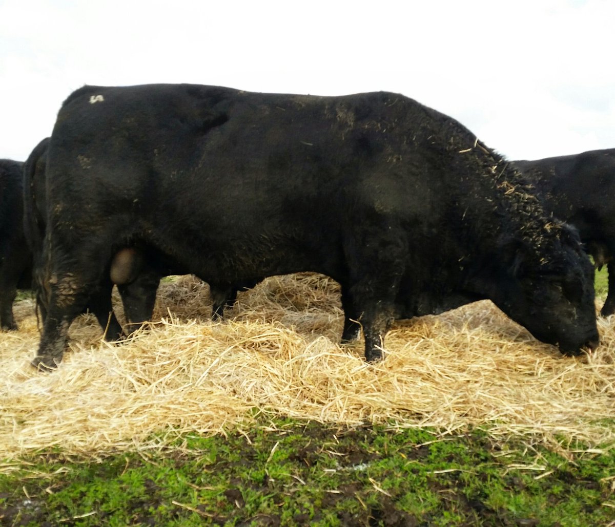 lanark_angus's tweet photo. Lanark H4 enjoying his time out with the females. Ripper calves this yr, can't wait to see what is in store next yr! https://t.co/AFYgaCSCTS
