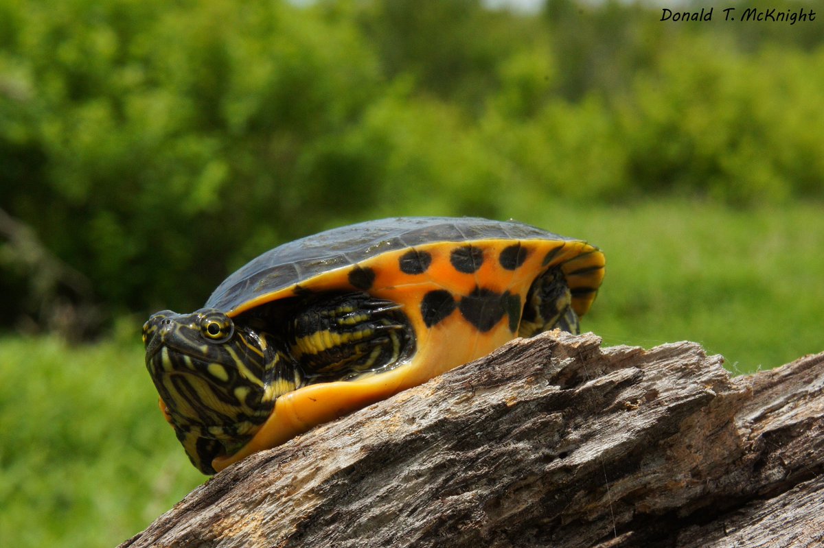 donaldmcknight2's tweet image. Western chicken turtle from my MSc work @MissouriState #FieldFlashBack  #WildlifePhotography #turtles #conservation