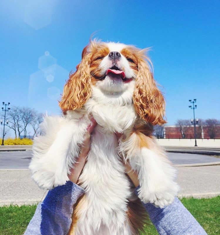 1800SLOANE's tweet photo. Bonnie loves the sunshine https://t.co/BQs5GQNPmm