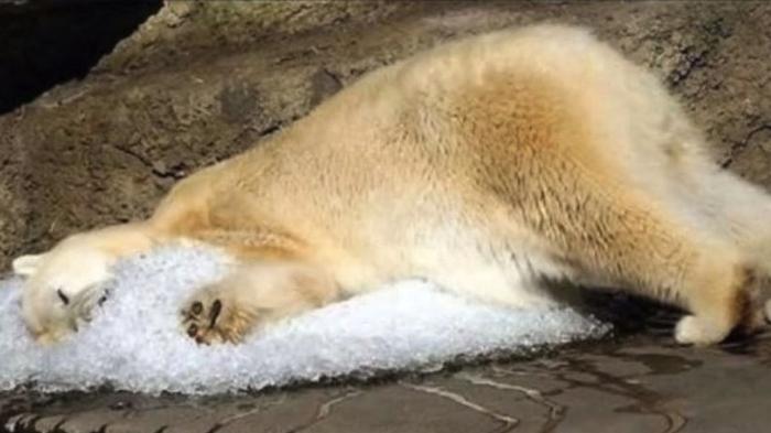 AntoniaZ's tweet photo. RIP Arturo ... the polar bear that never saw snow, seals, whales ...  https://t.co/9MiIw4rrHj I hate zoos. https://t.co/iOe2GS5W5v