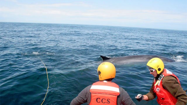 LiveaboardsIndo's tweet image. WATCH! Conservation workers race to save whale tangled in rope, buoys
wthr.com/story/32300934…
#whale #conservation
