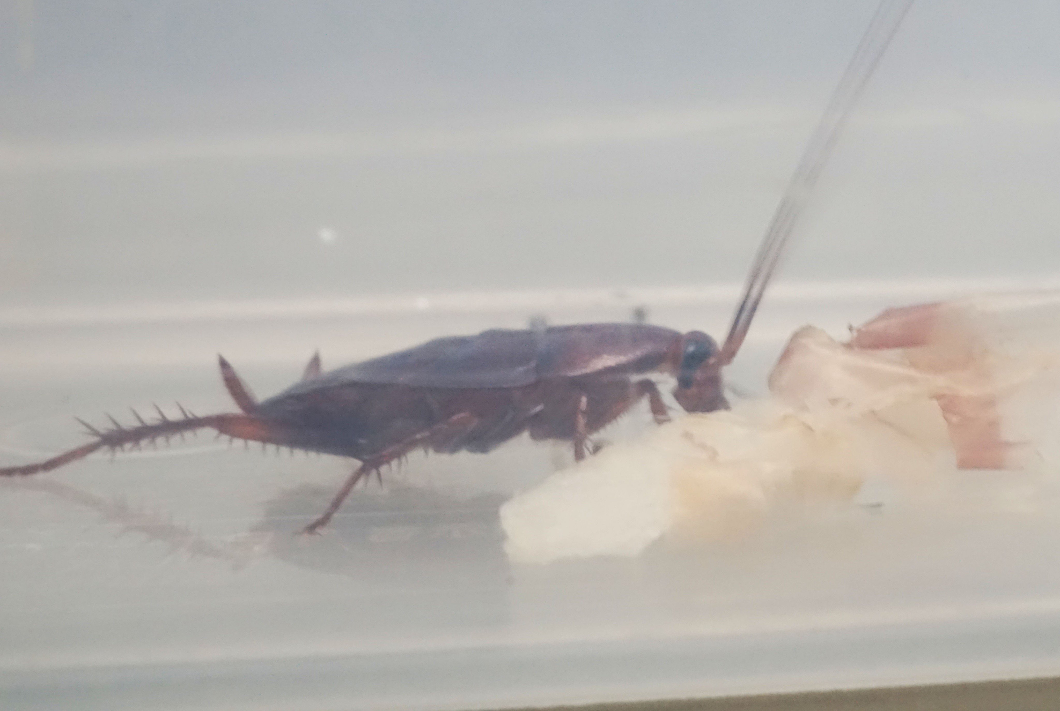 佐々木瑞希 旭川医大寄生虫 サクランボを食べるクワガタとタマネギを食べるゴキブリ ゴキブリにおいて 不快感を生じさせるのは何なのか比較 観察しています T Co Wivm86pan7 Twitter