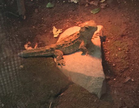 KiwiNet_NZ's tweet photo. Unexpected things @ #MINZ2016 ...sharing our space with a #tuatara #cutie. https://t.co/iqVTFIgZoJ