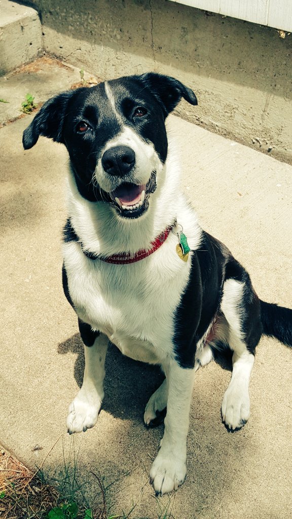 pawsongib's tweet photo. How do you melt a heart? With a head tilt and a smile. https://t.co/sDHZPYRKSb