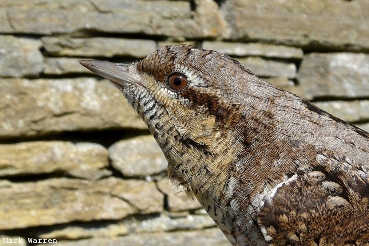 Heatherleabirds's tweet photo. Exciting new week @northronbirdobs added for Aug 2017 targeting drift migrants. Details https://t.co/Fkn5pi38J3. MW https://t.co/lB9zjqu19C