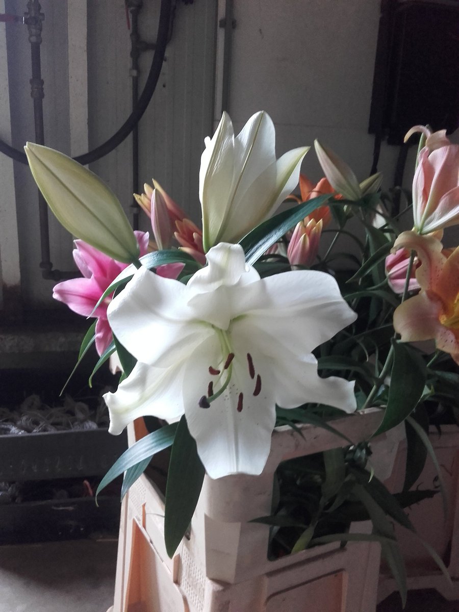 DirkKoper's tweet image. Villa blanca wat een jetsers van bloemen wat een weelde