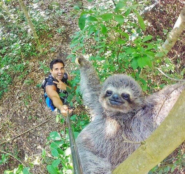 Demotivateur's tweet image. Selfie de paresseux