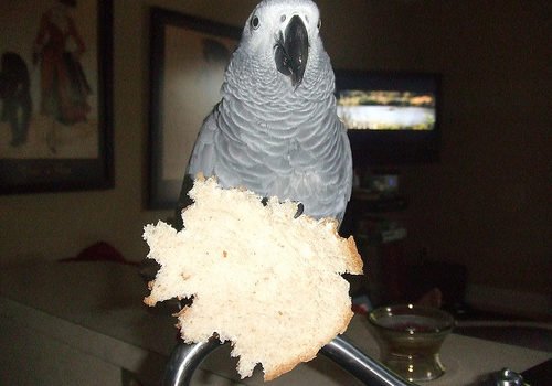 bluemacaws's tweet image. Lista de las causas más probables de la muerte súbita de nuestro loro.
bluemacaws.es/causas-de-muer…