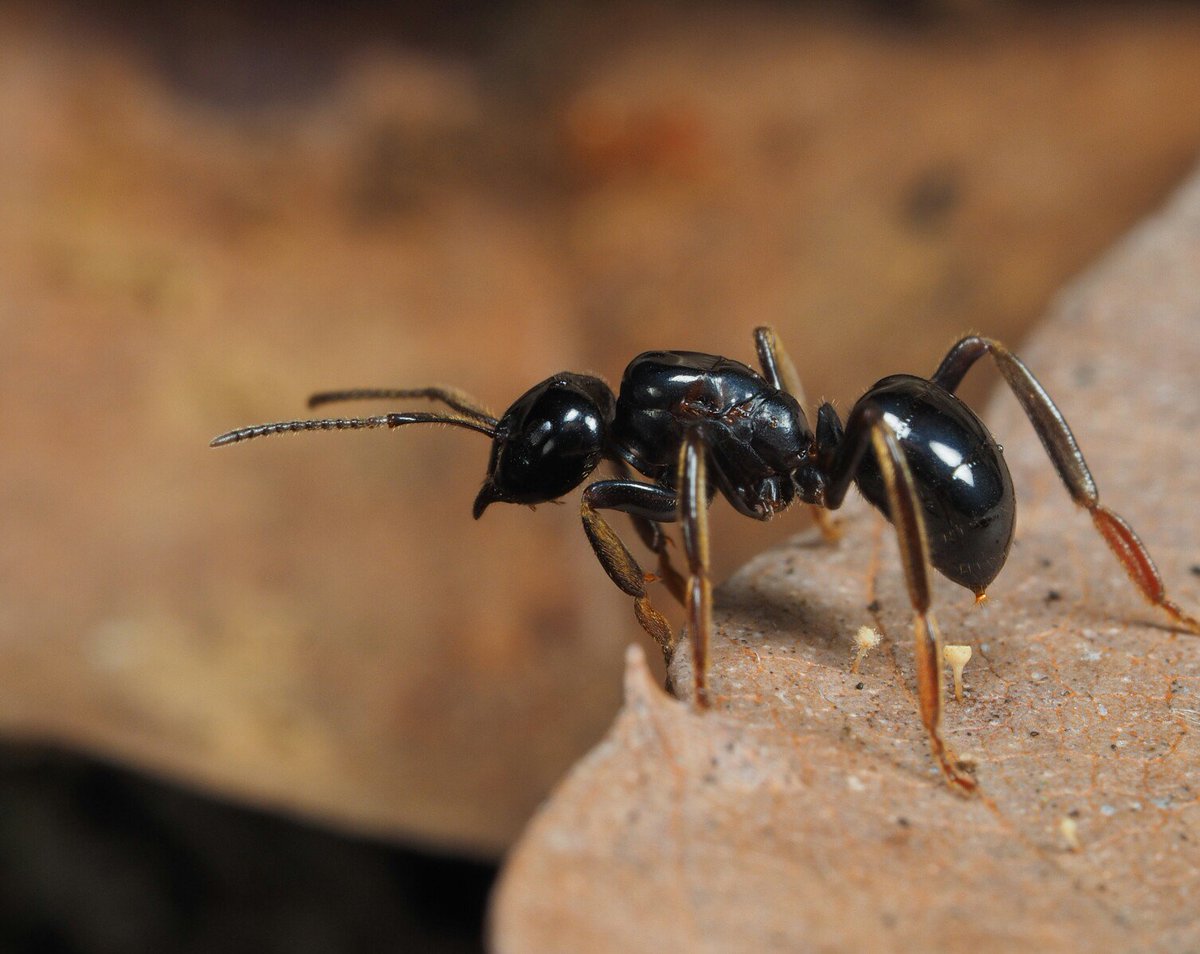 ぺんどら در توییتر なんかアリっぽくなくてハチっぽいが羽のないやつがいた う む