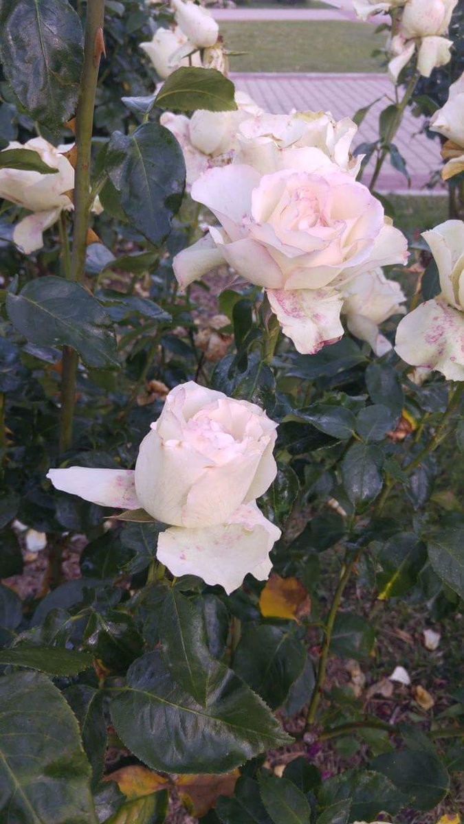 MKh3ngar's tweet photo. #roses #rosesEverywhere https://t.co/d18h12TTTT