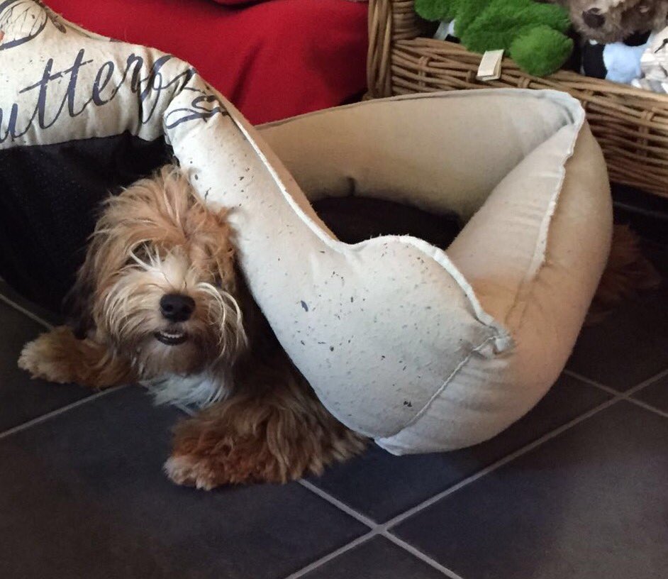 Scamp_on_Twitta's tweet photo. Red'z implementation of typical Havanese'#RunFromHell (#Run4Sleep)' https://t.co/Cqvx2ld4iB