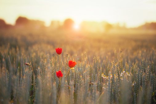 ImageneLive's tweet photo. Golden Poppies - Explored  ©Christophe Staelens Nikon D610 90.0 mm f/2.8 #nature. Full size https://t.co/oRXgaM0pzB https://t.co/sMQz2vXypy