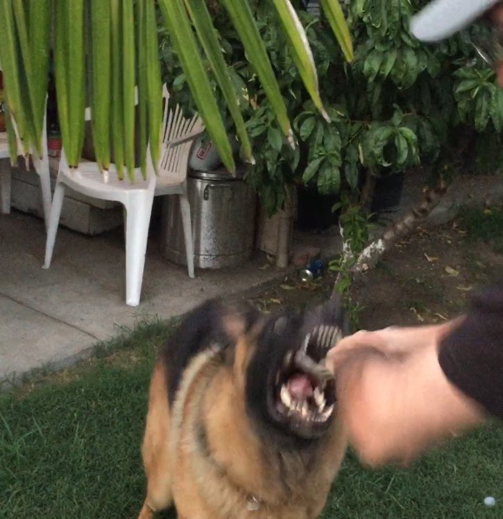 Toxic Breeder (@Toxic_Breeder) / Posts / X