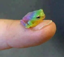 SaraUpdate's tweet photo. กบสายรุ้ง Rainbow Frog กบที่มีสีสวยงามที่สุดในโลก เสียดายที่ใกล้สูญพันธุ์แล้ว https://t.co/YdRl8NQjtP