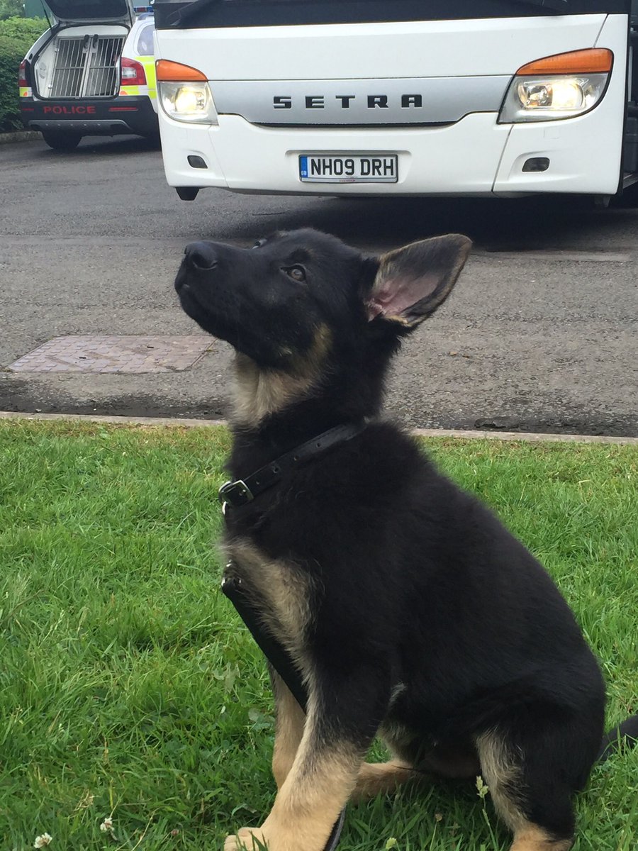 WMPDogs's tweet photo. Proud to support Royal Mails dog awareness week #dogaware https://t.co/5lCgRZEMbC