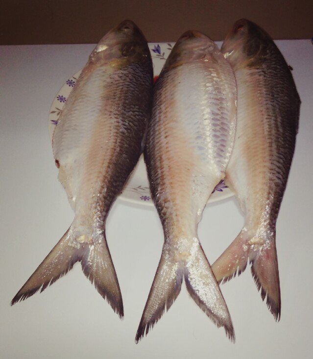 Bagchiis's tweet photo. #ALERT for all #Bengalis~#Hilsa is available in #Bagchiis from today.the #queenoffish is ready 2b ordered. #pretty https://t.co/WHjHppYCxh