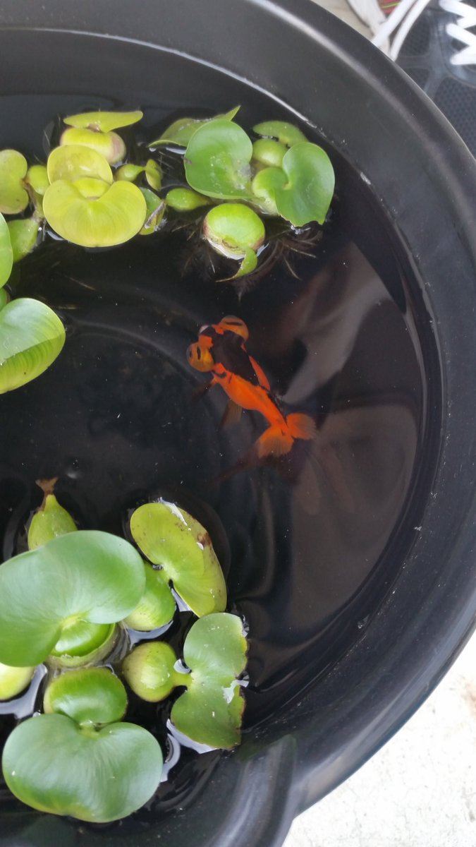 某妹とかまいこ tweet media