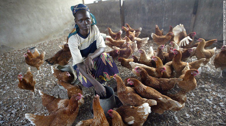 Can Bill Gates' donation of 100,000 chickens help Africa's poorest? cnn.it/29mJCpC