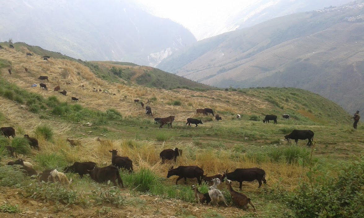 snapthenepal's tweet photo. #Somewhere in #Gumda #Village of #Gorkha after #Earthquake
#Cows #Grazing #Hills https://t.co/bXl6oa78D9