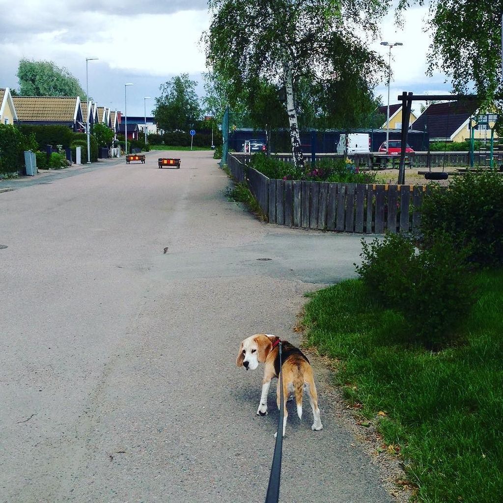 sickanthebeagle's tweet photo. We need to rush home before the thunder and rain!!
•••
#beagle #weeklyfluff #grumpybeagles… https://t.co/KBdQWTouGI https://t.co/jzo0oUijyd