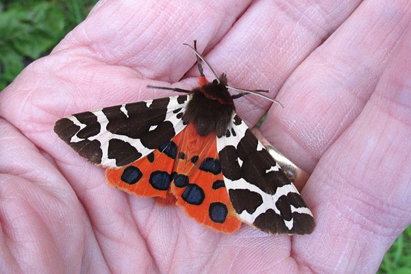 KeeleNatHist's tweet photo. Always nice to get a Garden Tiger in the #keelemothtrap @KeeleUniversity https://t.co/2nIMX5Yt9A