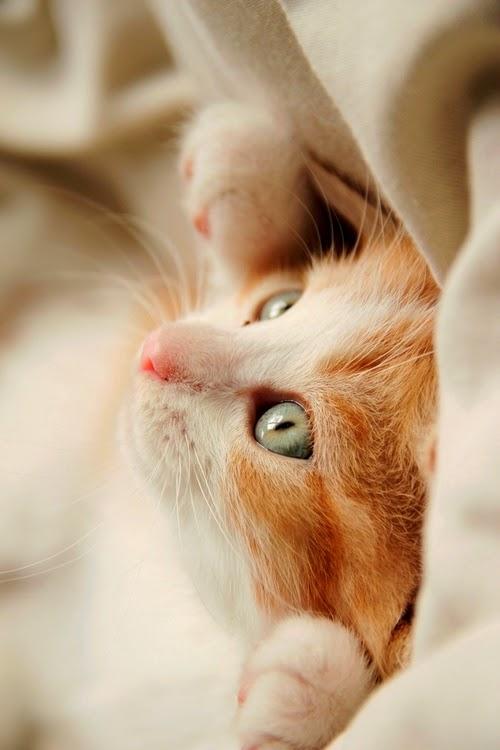 Je vais bien merci!!😉😉😽😽

🐾🐾😸😸<a href="/AraiEij/">Eiji Arai</a> 😸😸🐾🐾

Belle journée et heureuse semaine mon Ami!!😆😊😃😄🐈🐈🐾🐾🐈🐈🌞🌞🌞