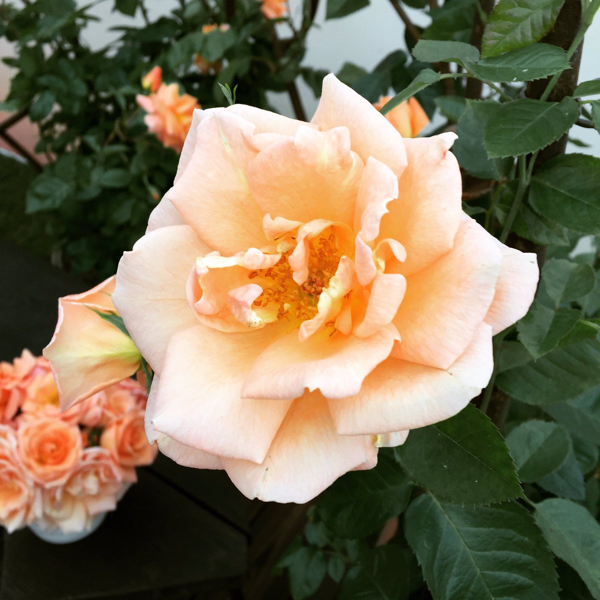 #RoseOfTheYear 'Scent from Heaven' presented yesterday at #RhsHampton @The_RHS