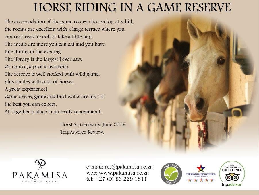 pakamisa_'s tweet photo. Horse riding in a game reserve #loveagreatreview #loveSouthAfrica #MeetSouthAfrica @GoToSouthAfrica @VisitSA_UK @ https://t.co/faglTgeKOV