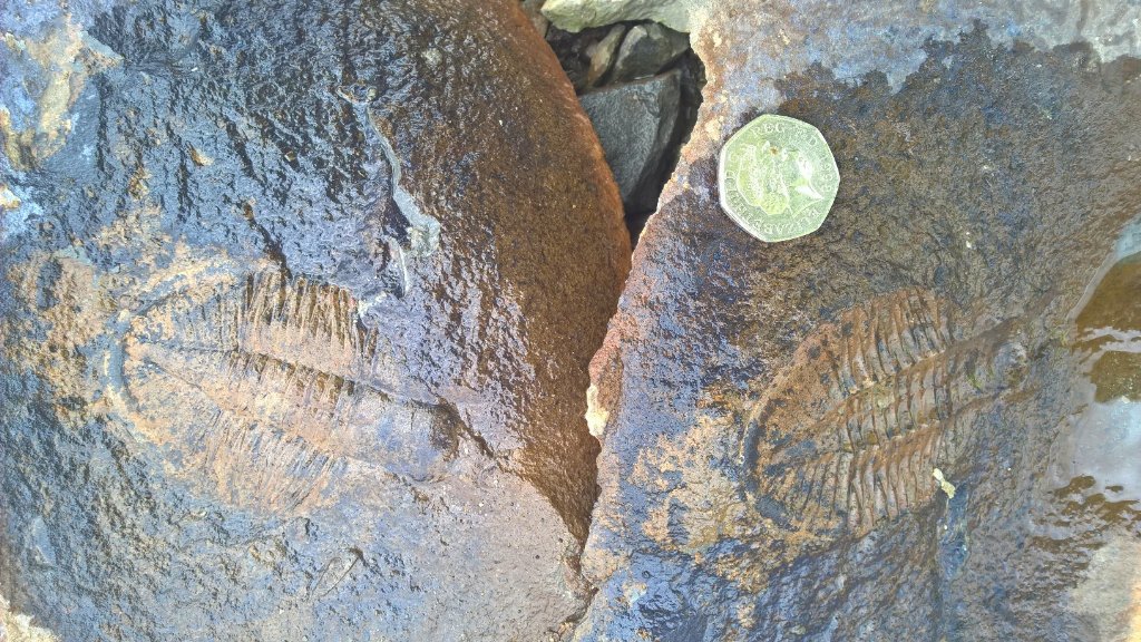 illumiarti's tweet photo. Excited by the trilobite find by @msphilj at Upper Gilwern Quarry, Powys with @UKAFH guys-fab day!#foundsomething https://t.co/EltEG4BRAt