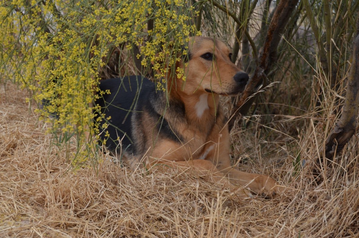 VIDA CON PERROS tweet media