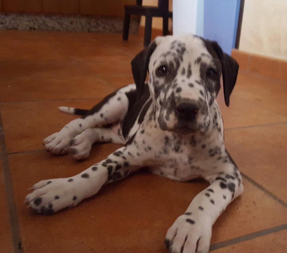 VIDA CON PERROS tweet media