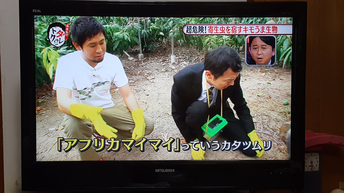 閲覧注意 アンガールズ田中さん 脚30本の激キモ生物 オオゲジ を食す ダレトク Togetter 閲覧注意 アンガールズ田中さん 脚30本の激キモ生物 オオゲジ を食す ダレトク Togetter