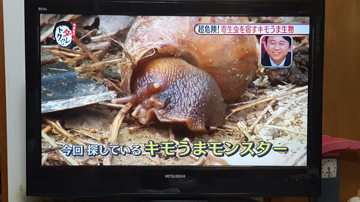 閲覧注意 アンガールズ田中さん 脚30本の激キモ生物 オオゲジ を食す ダレトク Togetter 閲覧注意 アンガールズ田中さん 脚30本の激キモ生物 オオゲジ を食す ダレトク Togetter