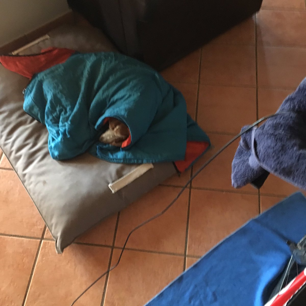 GREYLINGNG's tweet photo. This is how winter should be spent, under the duvet https://t.co/WR20TrIvP9
