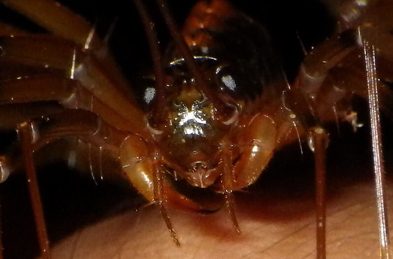 閲覧注意 アンガールズ田中さん 脚30本の激キモ生物 オオゲジ を食す ダレトク 2ページ目 Togetter