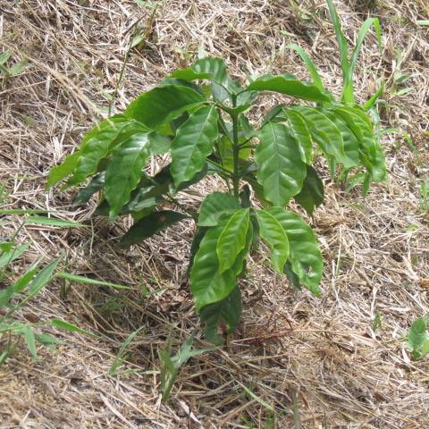 Aguadascoffee's tweet photo. In Aguadas cutting back and re-sowing coffee trees helps improve the productivity #growingstories https://t.co/G8sAKIvvwY