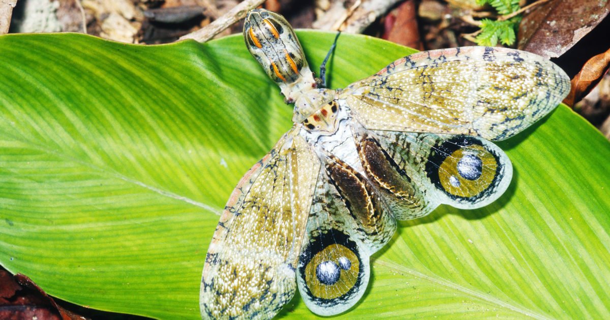 rkeyserling's tweet photo. Absurd Creatures: The Peanut Bug Is… https://t.co/uLJ5yOD4fY #Science #absurdcreatures #Biology #Ecology #peanutbug https://t.co/BaZiBnU9Ub