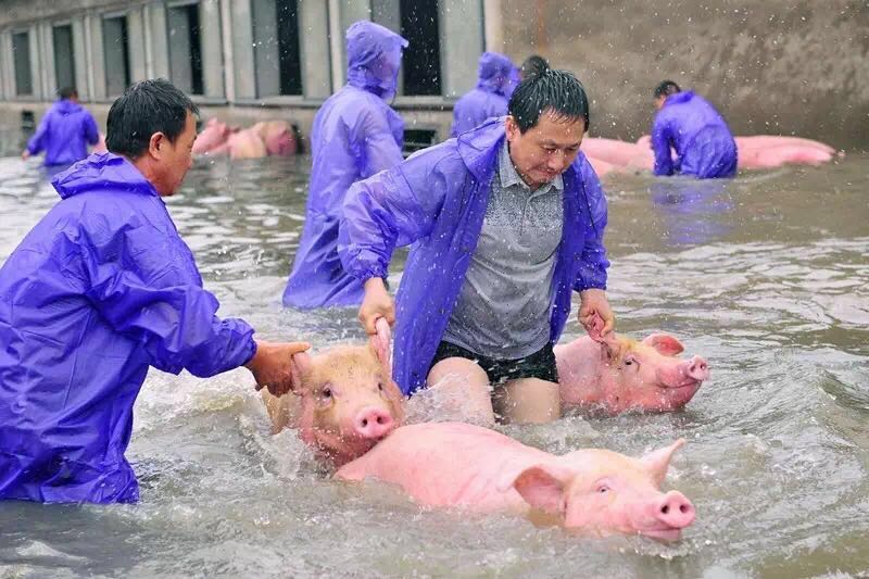 XHNews's tweet photo. Heartwarming! 3000 pigs (not 6000 as previously reported) rescued in China, earlier said being left to die in flood https://t.co/iI3SqT8EUe