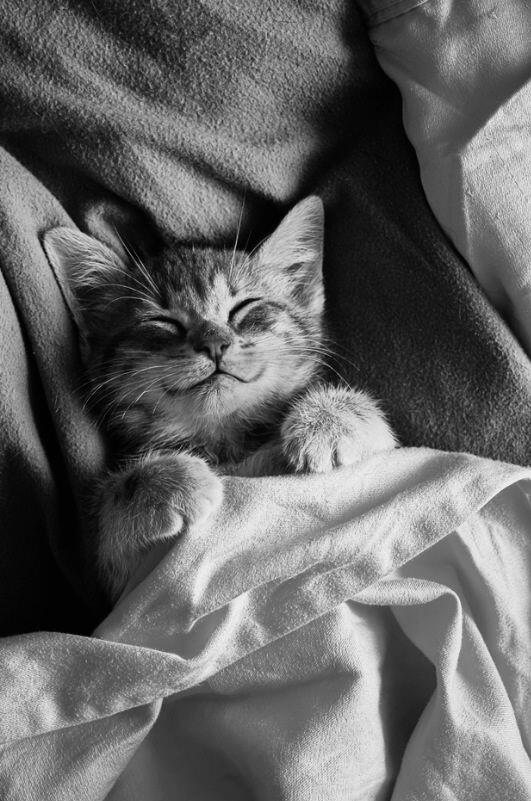 ravensky311's tweet image. #whatanidea #roughroughweek 😑💭💤