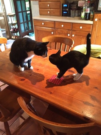 jwalton506's tweet photo. @KeighleyCatCare Amos, Yogi &amp; Yalena ( now Amos, Yorrick &amp; Esme) meeting their new friends and getting settled in https://t.co/XfLbdHfYbT