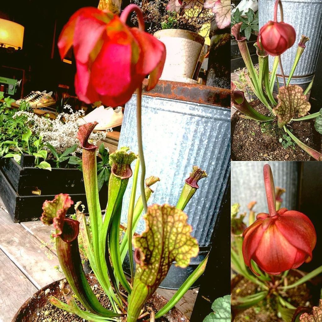 サラセニアの花 サラセニアの花