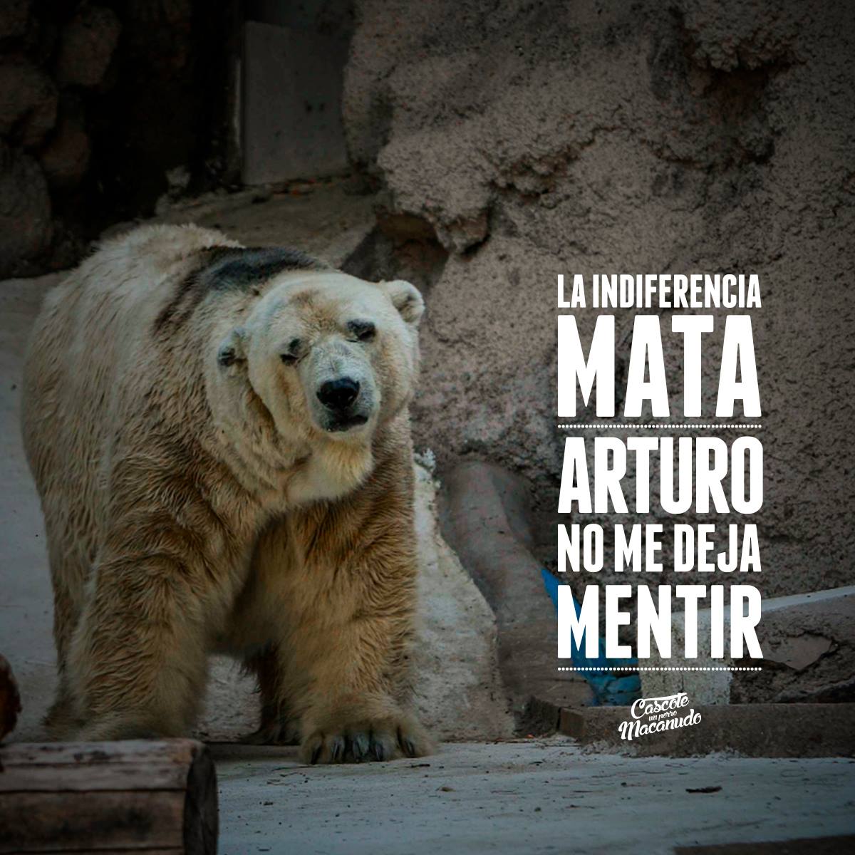 Cuando la libertad que debiera ser 1er derecho de todo ser vivo, solo llega con la muerte. #OsoArturo #PerdonArturo