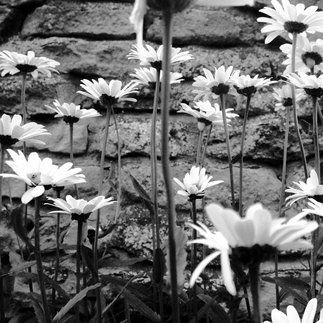 *NEW BLOG POST* 
Woodland Walk ditsy-floral.blogspot.co.uk/?m=1
#photography #blog