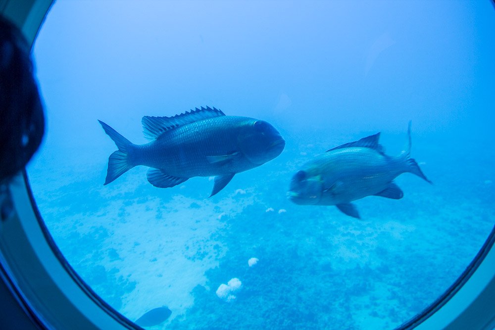 OhanaFun's tweet photo. Check out the @atlantishawaii #Maui #submarine tour in photos π· https://t.co/B5byP4tUMy #activityofthemonth https://t.co/kwCl79mraH