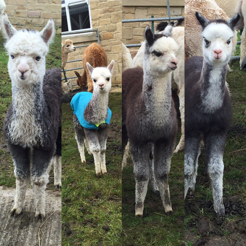 BarnacreAlpacas's tweet photo. Our grey babies to date, all sired by Sunset Boulevarde. He's stamping his mark on them 😍 https://t.co/n6rzT2Y9GG