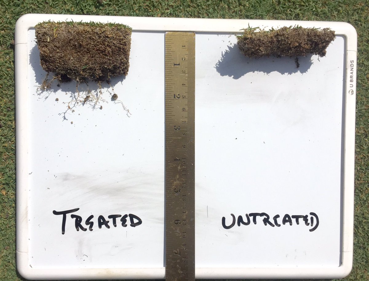 PaulFoxUF's tweet image. 3 weeks after 2nd app! #NimitzProG #nematodesdontstandachance @Quali_Pro @marieaknox @RGRANT0911