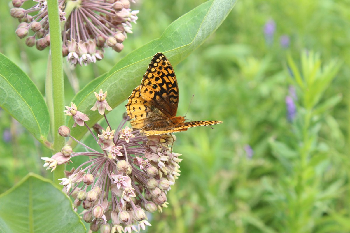 Jenna Siu tweet media